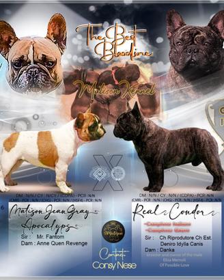 Super cucciolata bulldog francese maschi
