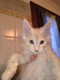Cuccioli Maine Coon