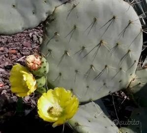 Piante grasse siciliane Opuntia robusta
