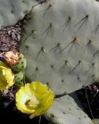 Piante grasse siciliane Opuntia robusta