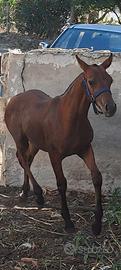 Cavalli / puledri