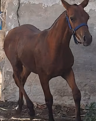 Cavalli / puledri