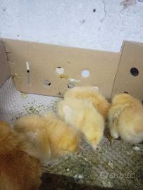 Pulcini di gallina pesante