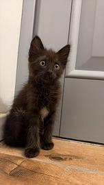 Gattina nera meravigliosa