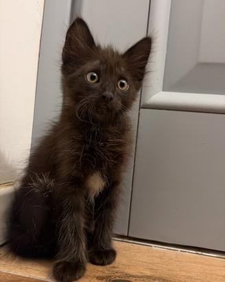 Gattina nera meravigliosa