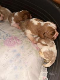 Cavalier king