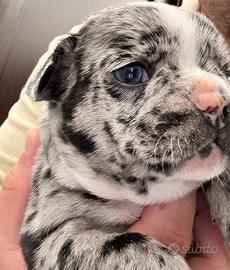 Buldog Francese