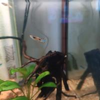 Guppy endler
