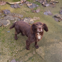 Cocker spaniel inglese pronto caccia pedigree