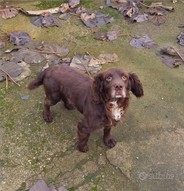 Cocker spaniel inglese pronto caccia pedigree