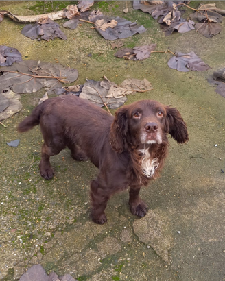 Cocker spaniel inglese pronto caccia pedigree