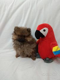 Volpino di pomerania