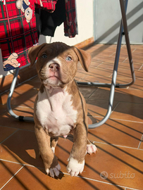 Cuccioli Pitbull con pedigree