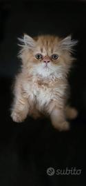Cuccioli gatto persiano