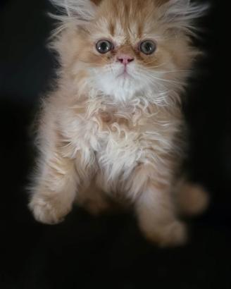 Cuccioli gatto persiano