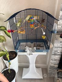 Cocoriti inseparabili con gabbia