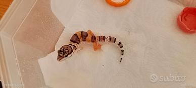 baby geco leopardino