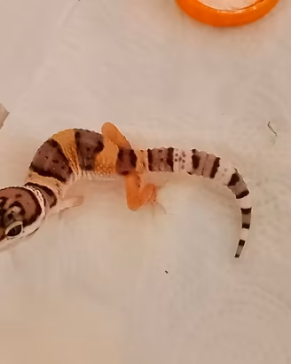 baby geco leopardino