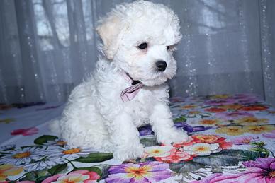 Bichon a poil frisè