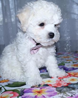 Bichon a poil frisè