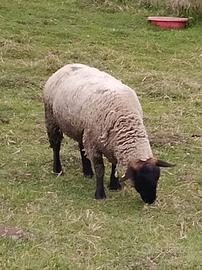 Pecora Suffolk