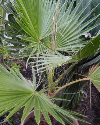 Pianta