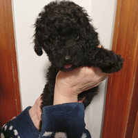 Barboncino toy Nero maschio