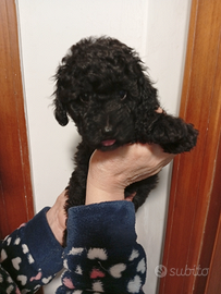 Barboncino toy Nero maschio