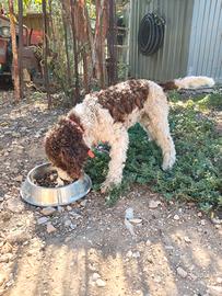 Lagotto romagnolo 
