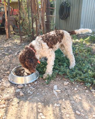 Lagotto romagnolo 