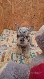 Cuccioli bulldog francese