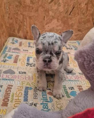 Cuccioli bulldog francese