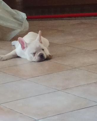Cuccioli di bulldog francese 