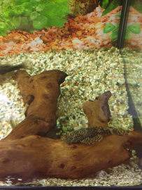 Pesci ancistrus