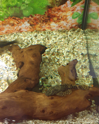 Pesci ancistrus
