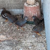 Cocorite,passere del Giappone,canarini,ecc