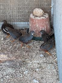 Cocorite,passere del Giappone,canarini,ecc