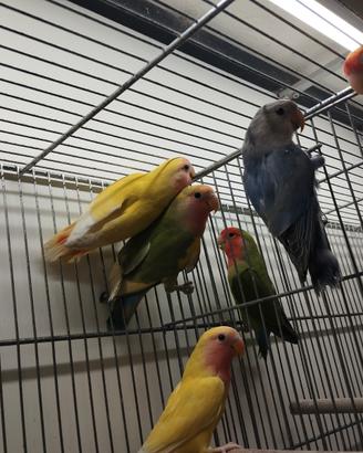 Inseparabili rosecolis