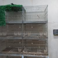 Gabbie usate allevamento fringillidi / canarini