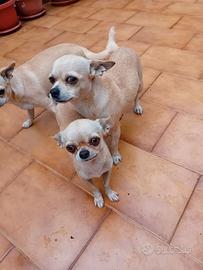 Chihuahua razza piccolissima