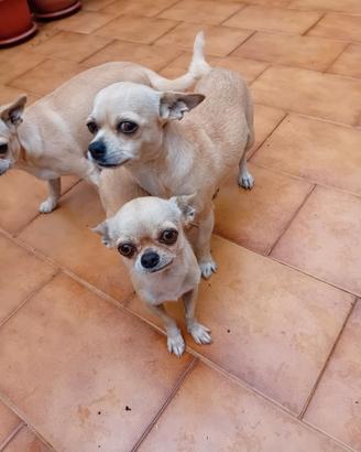 Chihuahua razza piccolissima