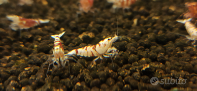 Caridine Fancy Taygher Red Selezionate con cura