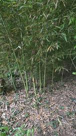 Canne di bambù 