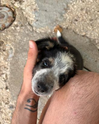 Vendita cuccioli