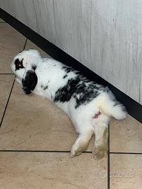 Coniglio ariete nano