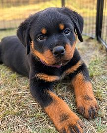 Cuccioli Rottweiler-RIP.SEL.ENCI-PEDEGREE ROSA