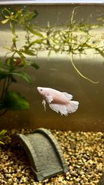 Pesci Betta Femmine (Combattenti)