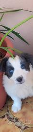Cuccioli Border Collie
