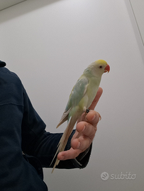 Pappagalli parrocchetti dal collare