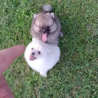 Cucciolo Spitz cane piccolo e Toy